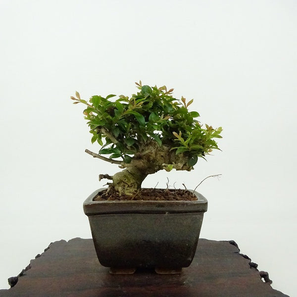 盆栽 百日紅 樹高 約8cm さるすべり Lagerstroemia indica サルスベリ ミソハギ科 サルスベリ属 落葉樹 観賞用 小品 j1198410194