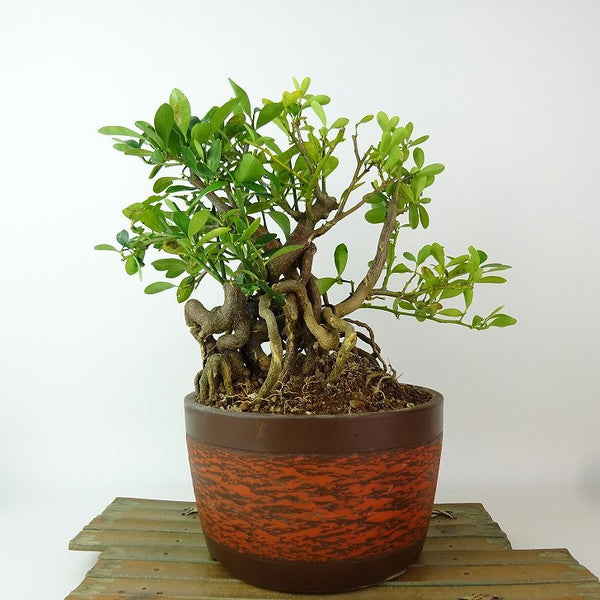 盆栽 金豆 樹高 約22cm きんず Fortunella hindsii キンズ マメキンカン 根上り ミカン科 キンカン属 常緑樹 観賞用 w1198409180