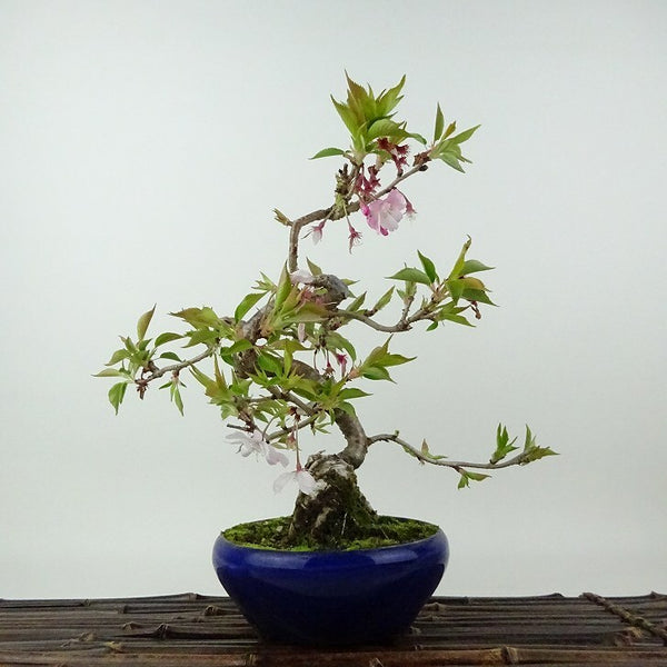 盆栽 桜 十月桜 樹高 約22cm さくら サクラ バラ科 落葉樹 観賞用 1198409602