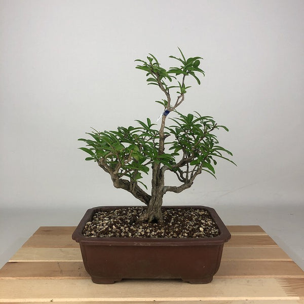 盆栽 石榴 樹高 約22cm ざくろ Punica granatum ザクロ ミソハギ科 ザクロ属 落葉樹 観賞用 u1198428571