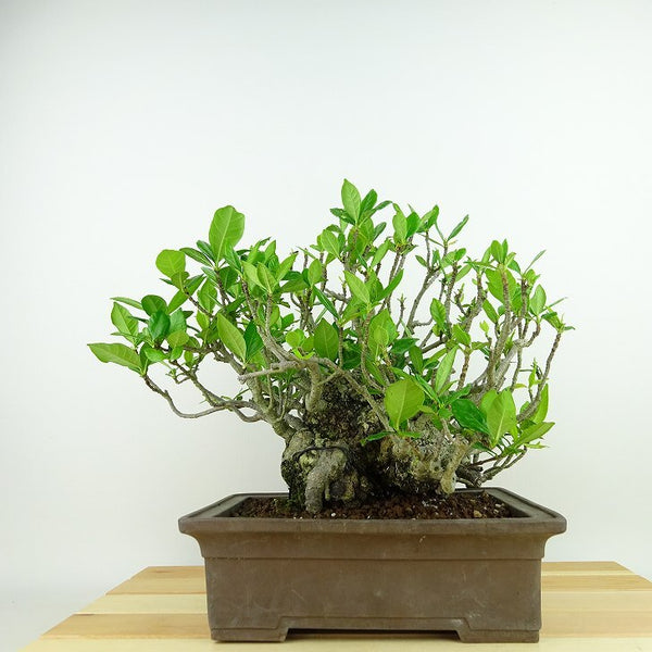 盆栽 梔子 樹高 約20cm くちなし Gardenia jasminoides クチナシ アカネ科 クチナシ属 常緑樹 観賞用 小品 c1198409114