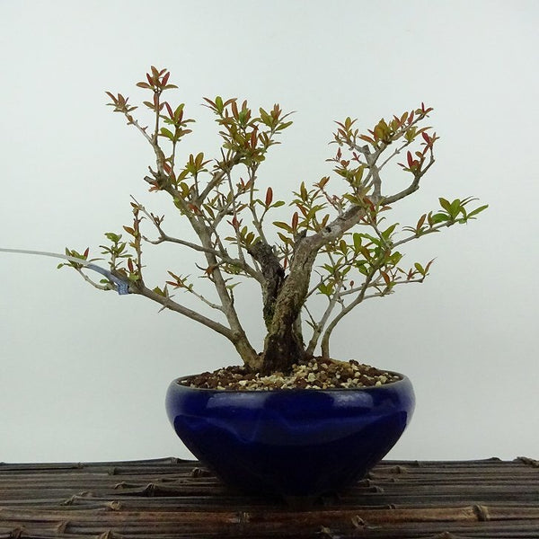 盆栽 石榴 樹高 約18cm ざくろ Punica granatum ザクロ ミソハギ科 ザクロ属 落葉樹 観賞用 小品 g1198418230