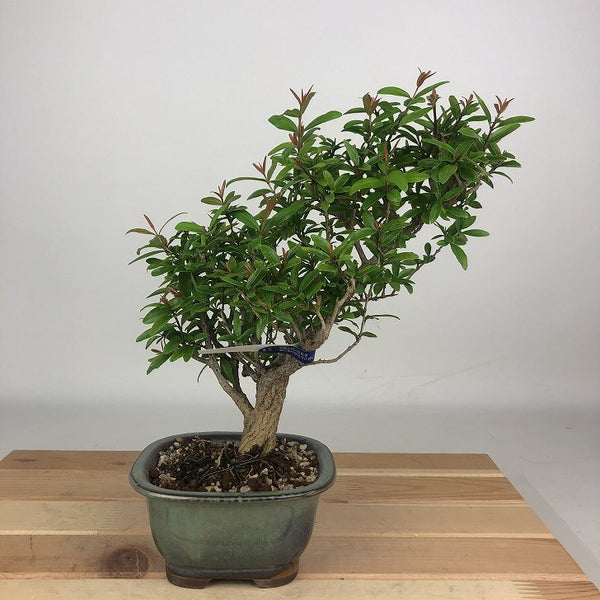 盆栽 石榴 樹高 約22cm ざくろ Punica granatum ザクロ ミソハギ科 ザクロ属 落葉樹 観賞用 g1198417337