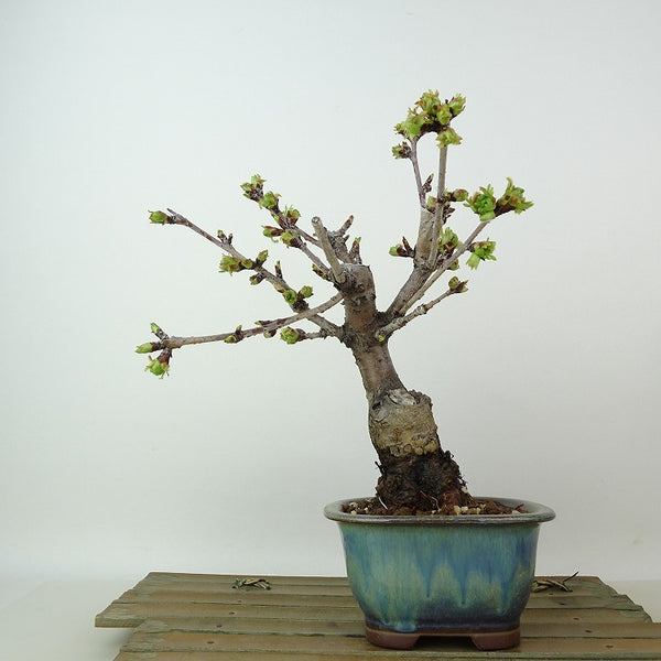 盆栽 桜 南殿桜 樹高 約22cm さくら サクラ バラ科 落葉樹 観賞用 o1198430003