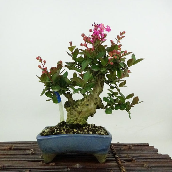 盆栽 百日紅 樹高 約23cm さるすべり Lagerstroemia indica サルスベリ ミソハギ科 サルスベリ属 落葉樹 観賞用 t1198407637
