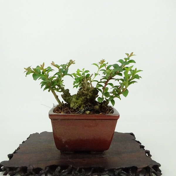 盆栽 百日紅 樹高 約7cm さるすべり Lagerstroemia indica サルスベリ ミソハギ科 サルスベリ属 落葉樹 観賞用 小品 j1198411387