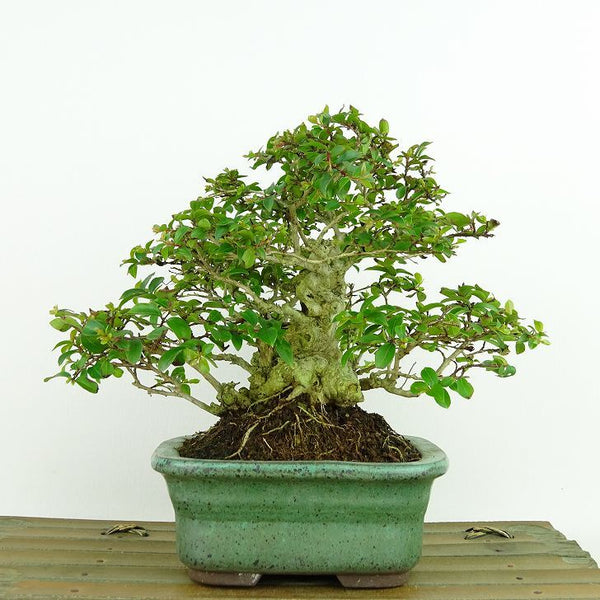 盆栽 百日紅 樹高 約14cm さるすべり Lagerstroemia indica サルスベリ ソハギ科 サルスベリ属 落葉樹 観賞用 小品 b1198423308