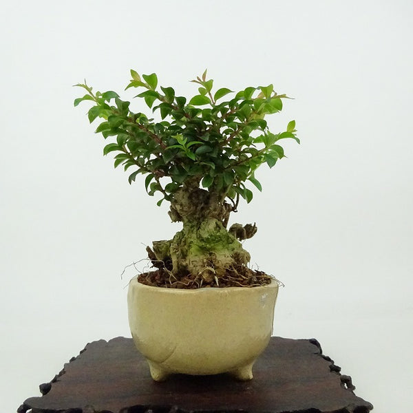 盆栽 百日紅 樹高 約11cm さるすべり Lagerstroemia indica サルスベリ ミソハギ科 サルスベリ属 落葉樹 観賞用 小品 x1198412286