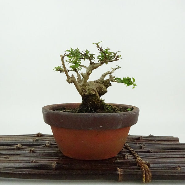 盆栽 百日紅 樹高 約8cm さるすべり Lagerstroemia indica サルスベリ 八房 ミソハギ科 サルスベリ属 落葉樹 観賞用 小品 d1198423077