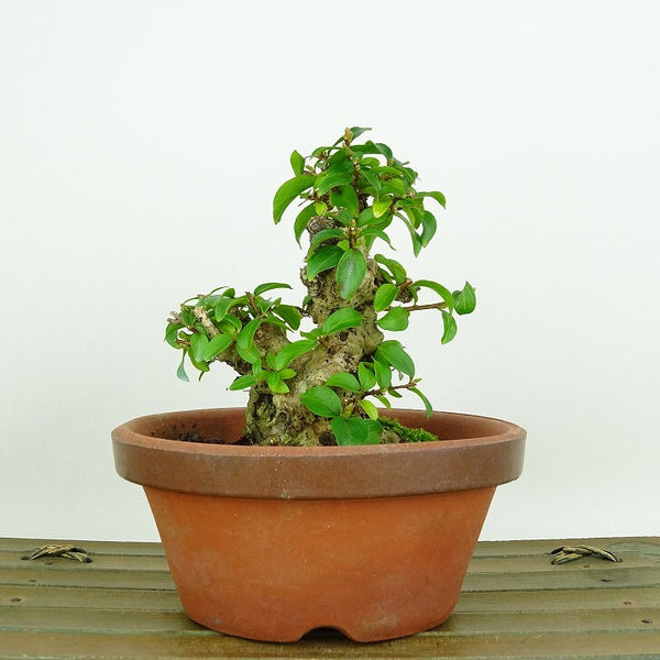 盆栽 百日紅 樹高 約9cm さるすべり Lagerstroemia indica サルスベリ 紅 赤 ミソハギ科 サルスベリ属 落葉樹 観賞用 小品 f1198409877