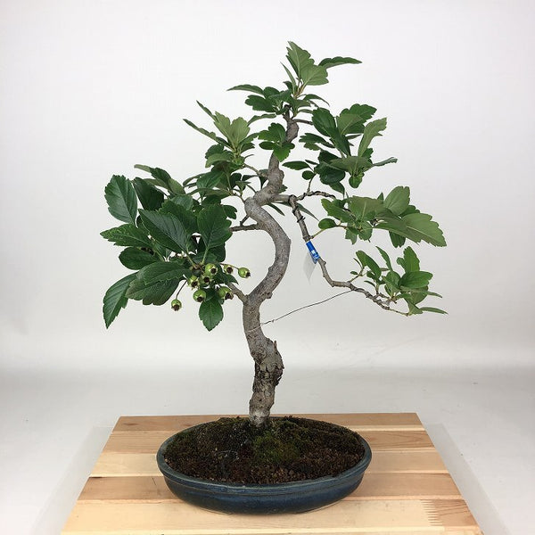 盆栽 山査子 ルビーサンザシ 樹高 約42cm さんざし Crataegus cuneata サンザシ バラ科 サンザシ属 落葉樹 観賞用 x1198407942