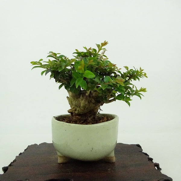 盆栽 百日紅 樹高 約8cm さるすべり Lagerstroemia indica サルスベリ ミソハギ科 サルスベリ属 落葉樹 観賞用 小品 t1198413205