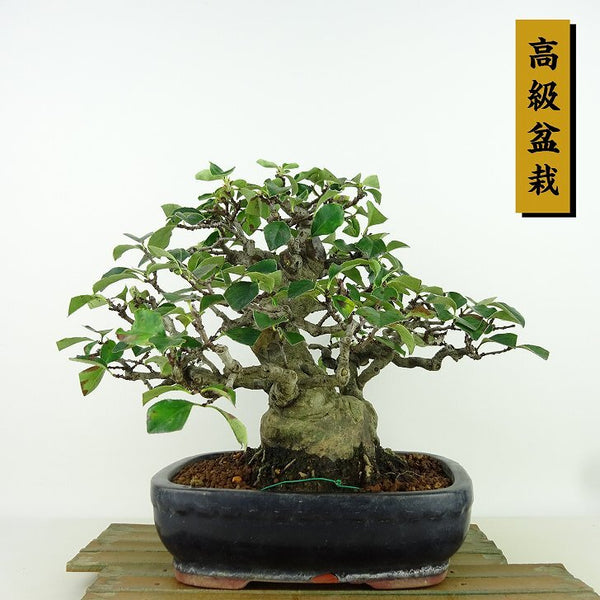 盆栽 花梨 樹高 約21cm かりん 高級盆栽 Pseudocydonia sinensis カリン バラ科 落葉樹 観賞用 x1198416208