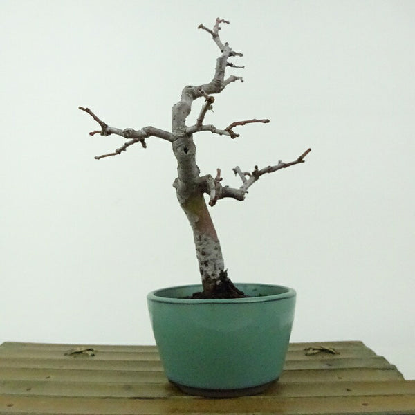 盆栽 花梨 樹高 約18cm かりん Pseudocydonia sinensis カリン 実生 バラ科 落葉樹 観賞用 小品 1198403522