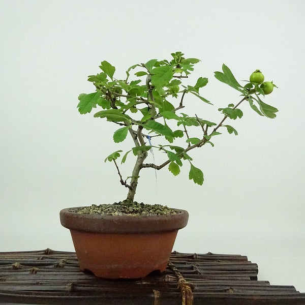 盆栽 山査子 樹高 約16cm さんざし Crataegus cuneata サンザシ 白 バラ科 サンザシ属 落葉樹 観賞用 小品 p1198414887
