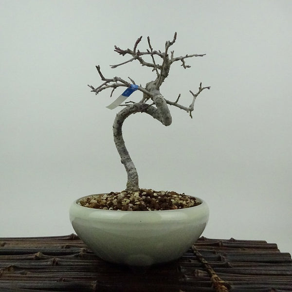 盆栽 酸実 樹高 約16cm ずみ Malus toringo ズミ バラ科 落葉樹 観賞用 小品 e1198411540
