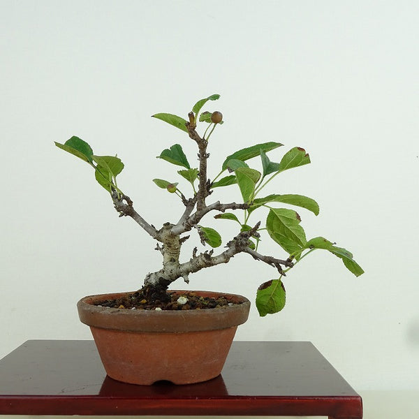 盆栽 酸実 樹高 約10cm ずみ Malus toringo ズミ 実物 バラ科 落葉樹 観賞用 小品 p1198419959