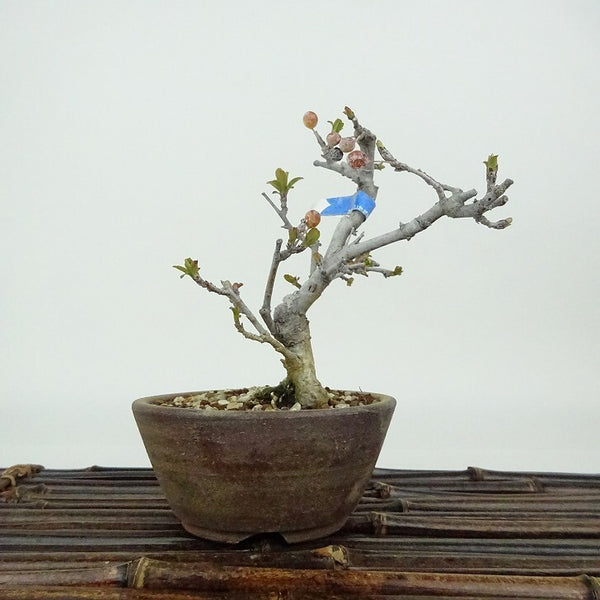 盆栽 酸実 樹高 約11cm ずみ Malus toringo ズミ バラ科 落葉樹 観賞用 小品 v1198441457