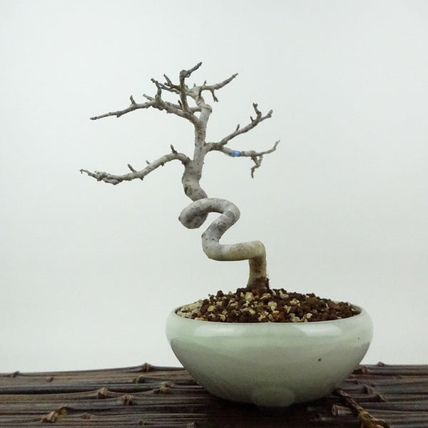 盆栽 酸実 樹高 約18cm ずみ Malus toringo ズミ バラ科 落葉樹 観賞用 小品 t1198407848