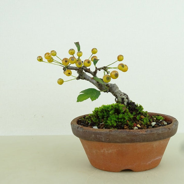 盆栽 酸実 樹高 約7cm ずみ Malus toringo ズミ 実物 黄 バラ科 落葉樹 観賞用 小品 h1198425135