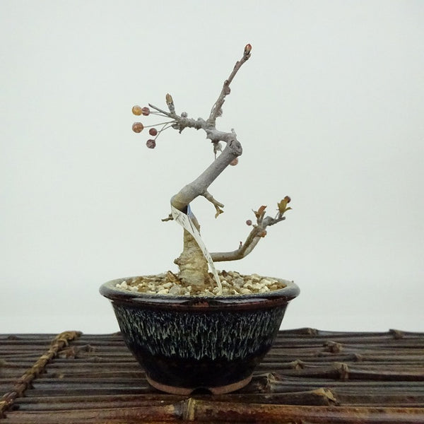 盆栽 酸実 樹高 約10cm ずみ Malus toringo ズミ バラ科 落葉樹 観賞用 小品 t1198406189