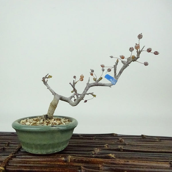 盆栽 酸実 樹高 約11cm ずみ Malus toringo ズミ バラ科 落葉樹 観賞用 小品 h1198420539