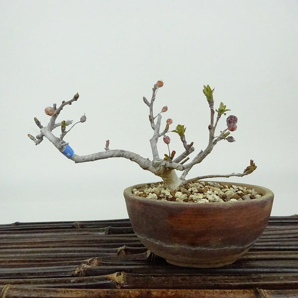 盆栽 酸実 樹高 約8cm ずみ Malus toringo ズミ バラ科 落葉樹 観賞用 小品 j1198413876