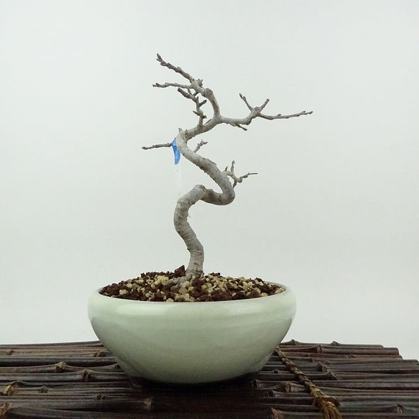 盆栽 酸実 樹高 約16cm ずみ Malus toringo ズミ バラ科 落葉樹 観賞用 小品 j1198417071