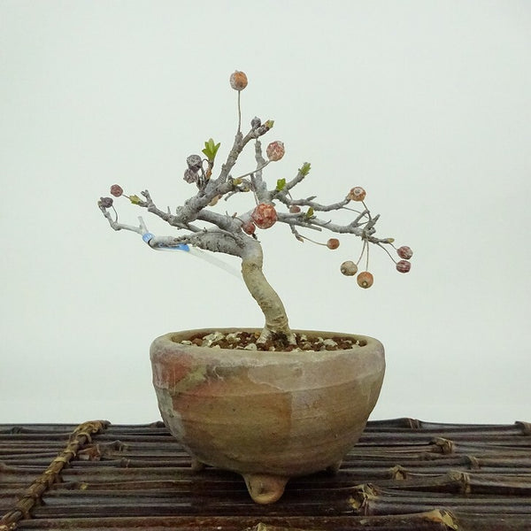 盆栽 酸実 樹高 約11cm ずみ Malus toringo ズミ バラ科 落葉樹 観賞用 小品 k1198414456