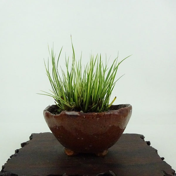 盆栽 石菖 樹高 約8cm せきしょう Acorus gramineus セキショウ 斑入り ショウブ科 ショウブ属 常緑多年生 観賞用 小品 n1198405587