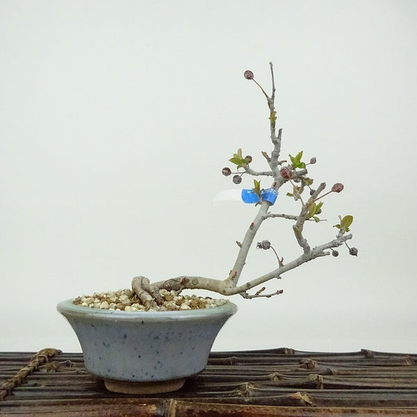 盆栽 酸実 樹高 約12cm ずみ Malus toringo ズミ バラ科 落葉樹 観賞用 小品 c1198413158