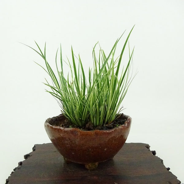 盆栽 石菖 樹高 約10cm せきしょう Acorus gramineus セキショウ 斑入り ショウブ科 ショウブ属 常緑多年生 観賞用 小品 g1198421663