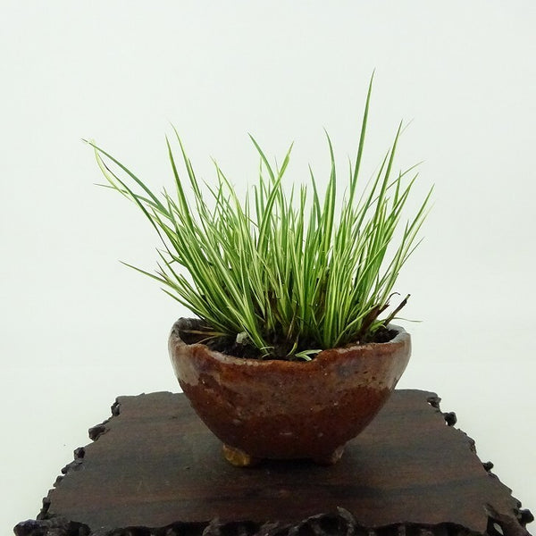 盆栽 石菖 樹高 約8cm せきしょう Acorus gramineus セキショウ 斑入り ショウブ科 ショウブ属 常緑多年生 観賞用 小品 o1198427464