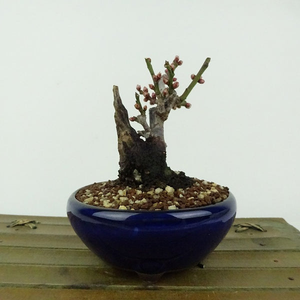 盆栽 梅 野梅 樹高 約10cm うめ Prunus mume ウメ 花梅 白 一重 ヤバイ ノウメ シャリ バラ科 落葉樹 観賞用 小品 h1198428807
