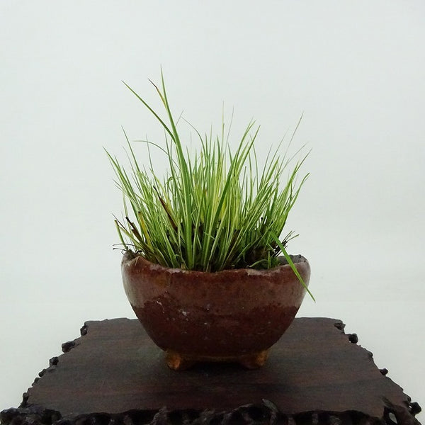 盆栽 石菖 樹高 約8cm せきしょう Acorus gramineus セキショウ 斑入り ショウブ科 ショウブ属 常緑多年生 観賞用 小品 k1198409816