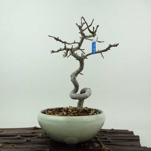 盆栽 酸実 樹高 約17cm ずみ Malus toringo ズミ バラ科 落葉樹 観賞用 小品 d1198427504