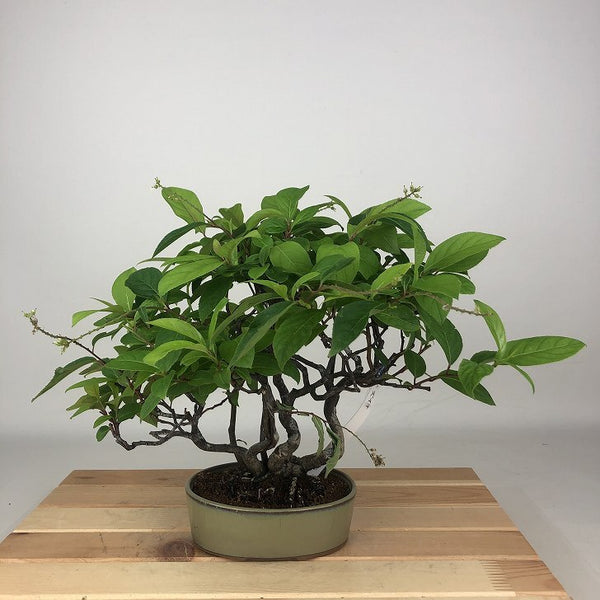 盆栽 随菜 樹高 約23cm ずいな Itea japonica ズイナ ユキノシタ科 ズイナ属 落葉樹 観賞用 o1198426261