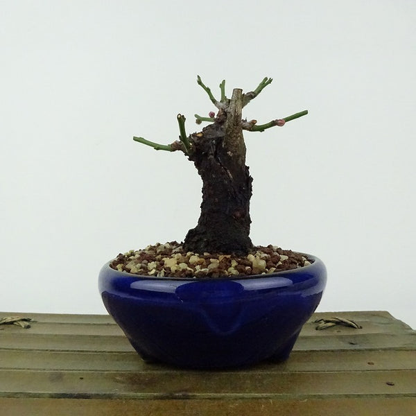 盆栽 梅 野梅 樹高 約10cm うめ Prunus mume ウメ 花梅 白 一重 ヤバイ ノウメ シャリ バラ科 落葉樹 観賞用 小品 r1198411451