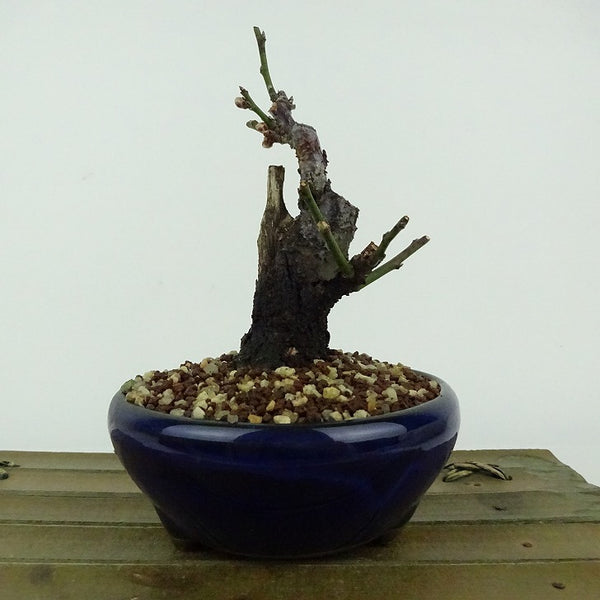 盆栽 梅 野梅 樹高 約11cm うめ Prunus mume ウメ 花梅 白 一重 ヤバイ ノウメ シャリ バラ科 落葉樹 観賞用 小品 d1198418148