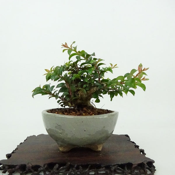 盆栽 百日紅 樹高 約8cm さるすべり Lagerstroemia indica サルスベリ ミソハギ科 サルスベリ属 落葉樹 観賞用 小品 f1198405044