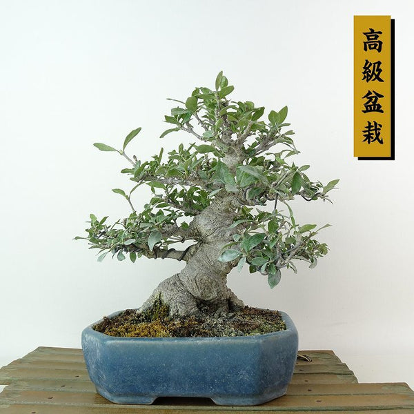 盆栽 梔子 樹高 約17cm くちなし 高級盆栽 Gardenia jasminoides クチナシ アカネ科 クチナシ属 常緑樹 観賞用 小品 r1198400597