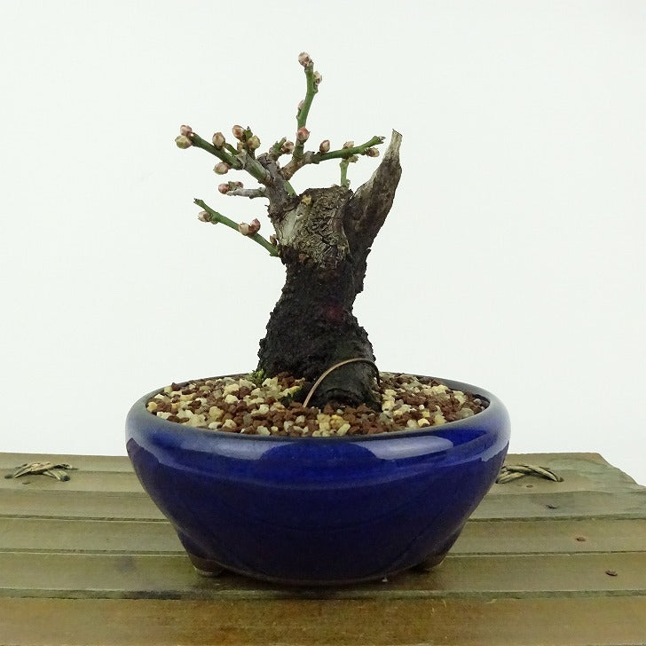 盆栽 梅 野梅 樹高 約10cm うめ Prunus mume ウメ 花梅 白 一重 ヤバイ ノウメ シャリ バラ科 落葉樹 観賞用 小品 ...