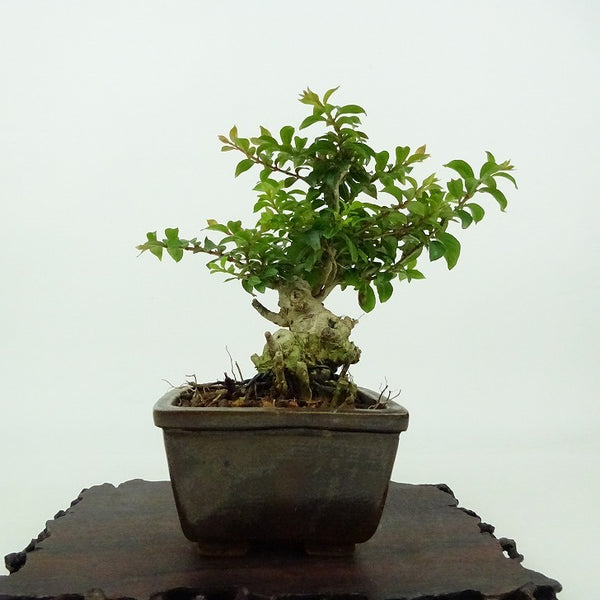 盆栽 百日紅 樹高 約10cm さるすべり Lagerstroemia indica サルスベリ ミソハギ科 サルスベリ属 落葉樹 観賞用 小品 h1198422888