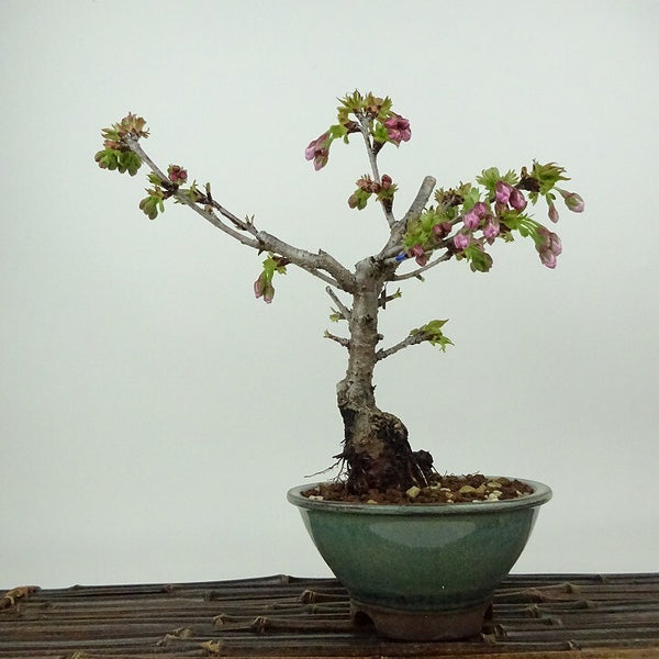 盆栽 桜 南殿桜 樹高 約21cm さくら サクラ バラ科 落葉樹 観賞用 t1198407530