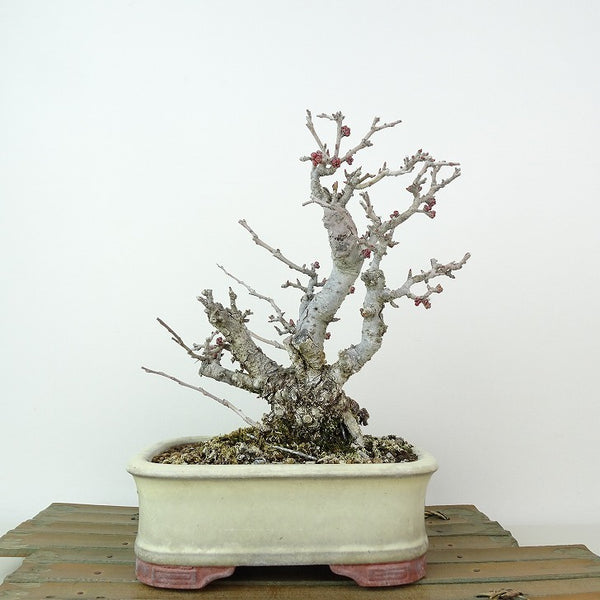 盆栽 寒木瓜 樹高 約19cm かんぼけ Chaenomeles speciosa カンボケ バラ科 ボケ属 落葉樹 観賞用 小品 b1198424210