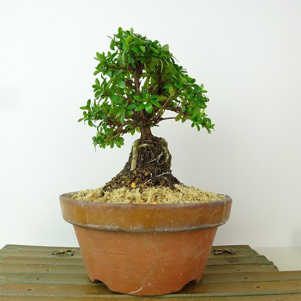 盆栽 皐月 明美の月 樹高 約15cm さつき Rhododendron indicum サツキ ツツジ科 常緑樹 観賞用 小品 r1198404887