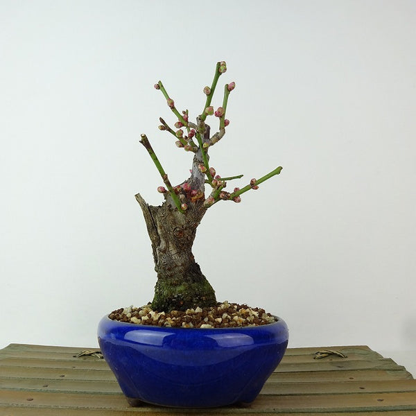 盆栽 梅 野梅 樹高 約13cm うめ Prunus mume ウメ 花梅 白 一重 ヤバイ ノウメ バラ科 落葉樹 観賞用 小品 1198408758