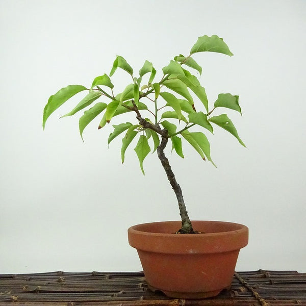 盆栽 梅 野梅 樹高 約21cm うめ Prunus mume ウメ 花梅 ヤバイ ノウメ のうめ バラ科 落葉樹 観賞用 k1198409179