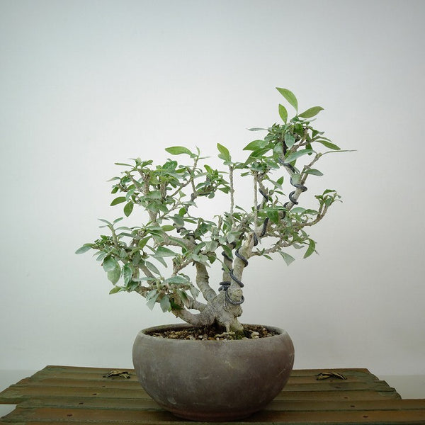 盆栽 梔子 樹高 約17cm くちなし Gardenia jasminoides クチナシ アカネ科 クチナシ属 常緑樹 観賞用 小品 m1198412801