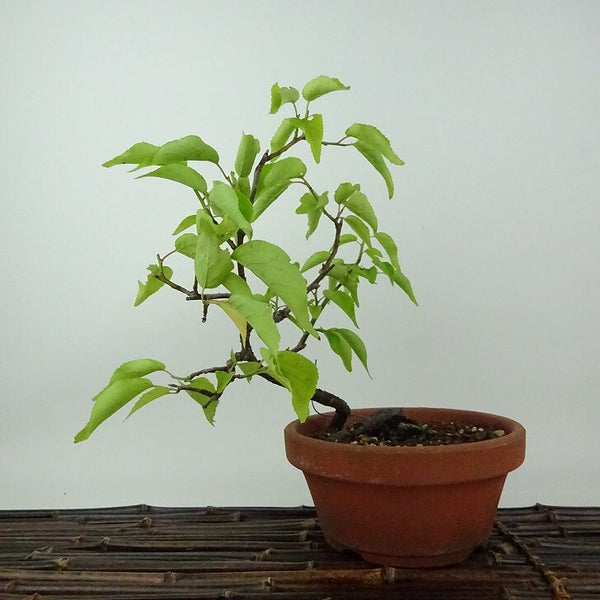 盆栽 梅 野梅 樹高 約21cm うめ Prunus mume ウメ 花梅 ヤバイ ノウメ バラ科 落葉樹 観賞用 b1198421914